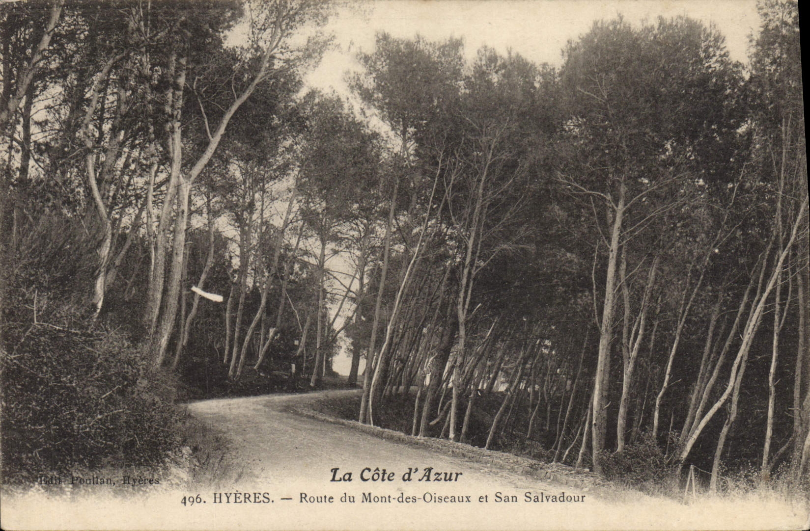 Vintage Postcard Tree Hyeres Road of the Mount of the Birds and San Salvadour