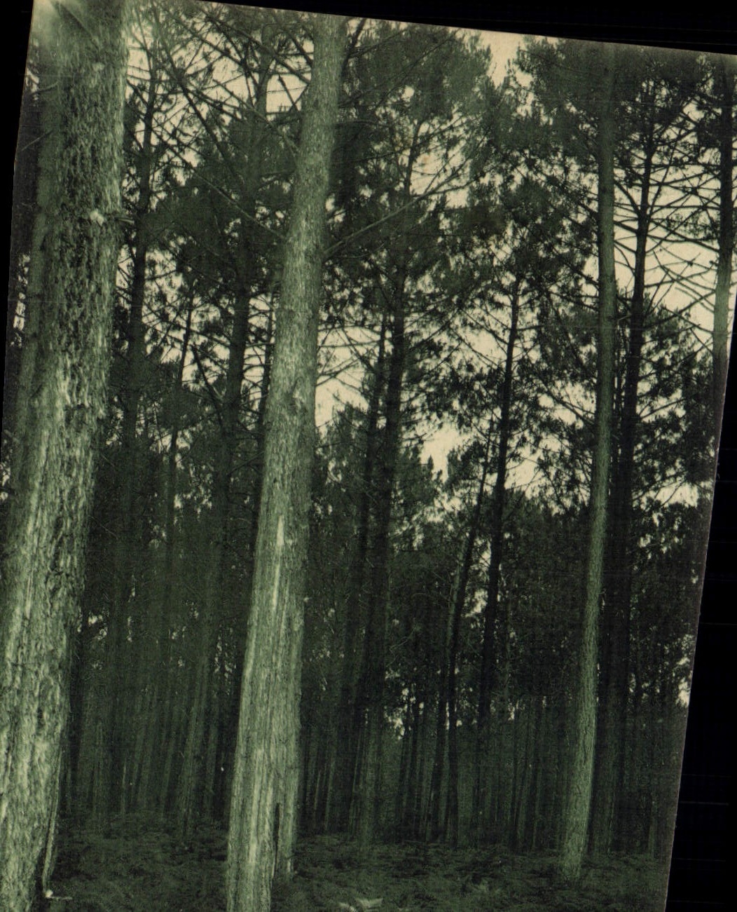 Vintage Postcard Tree Drill of Arcachon