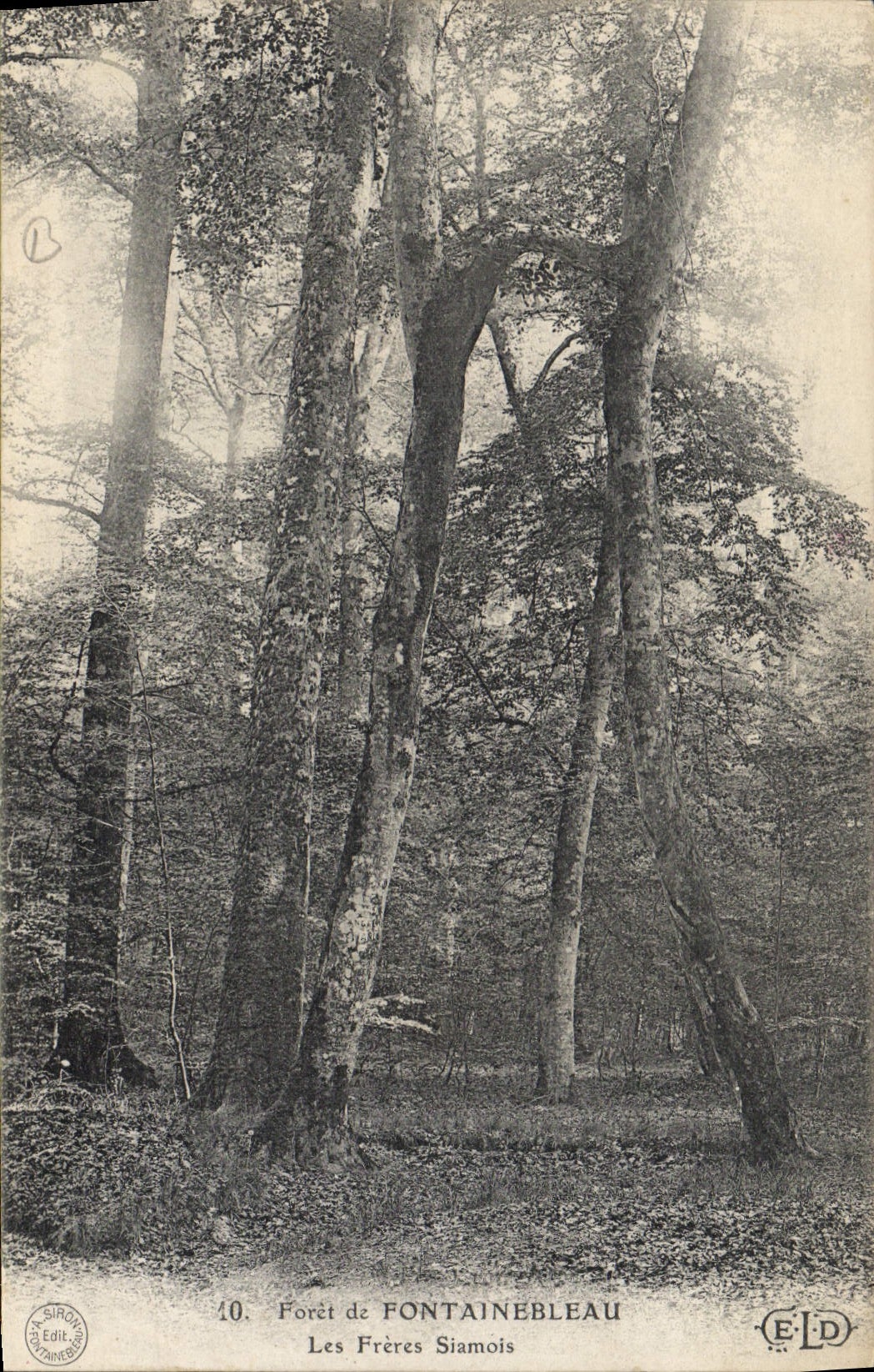 CPA Arbre Foret de Fontainebleau Les freres Siamois