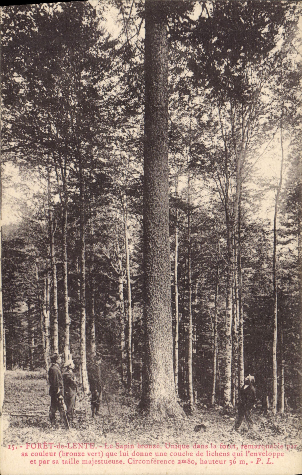 CPA Arbre Foret de Lente Le sapin bronze