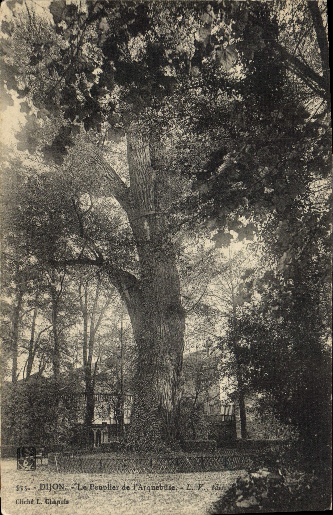 Vintage Postcard Dijon Tree the poplar of the arquebus
