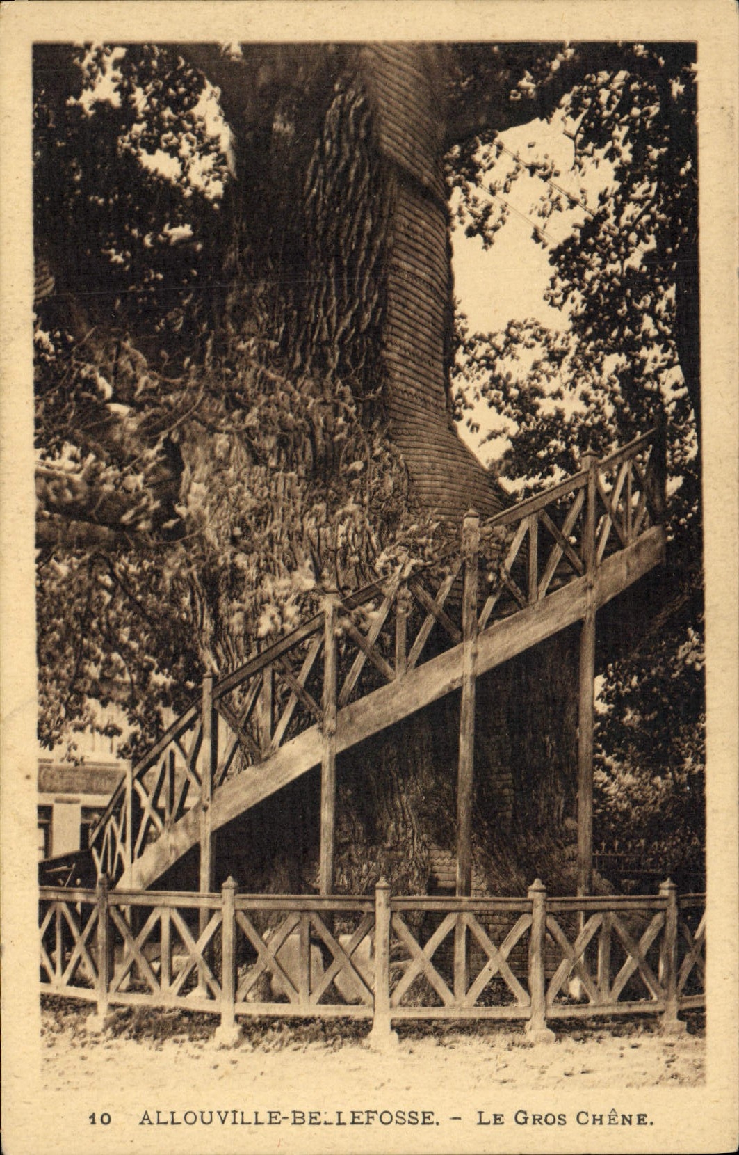 Vintage Postcard Tree Abbey of Bellefosse the large oak