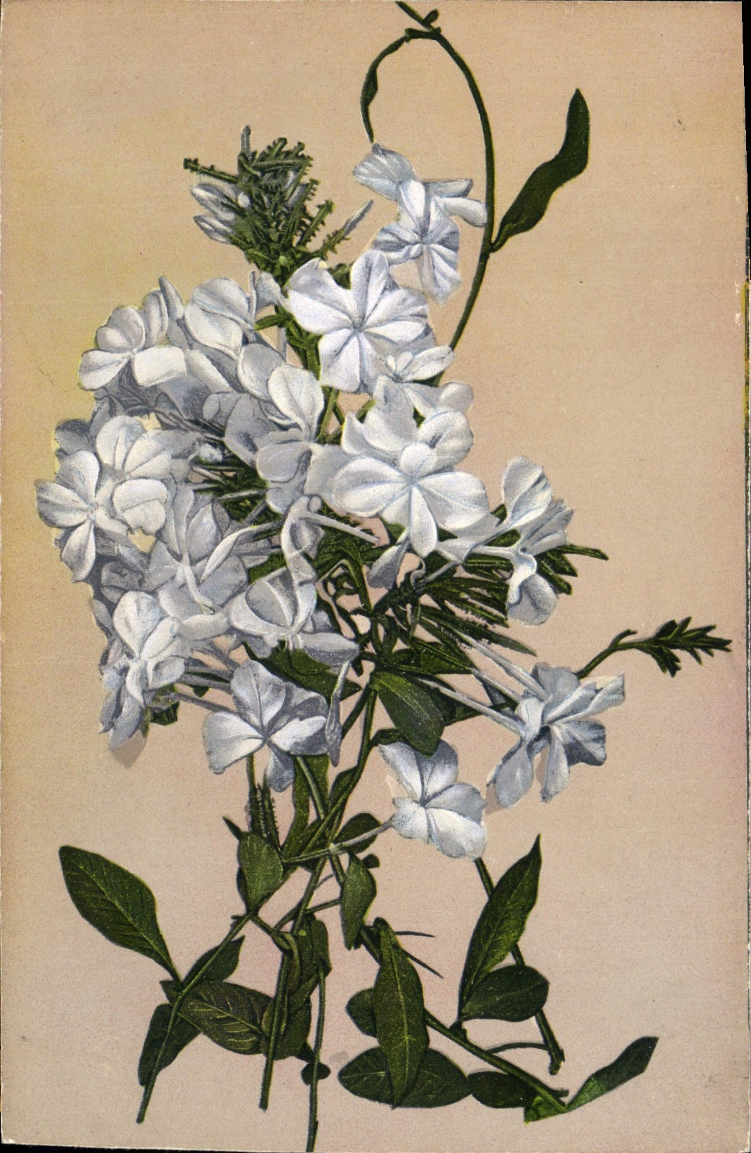 CPA Fantaisie Fleurs 