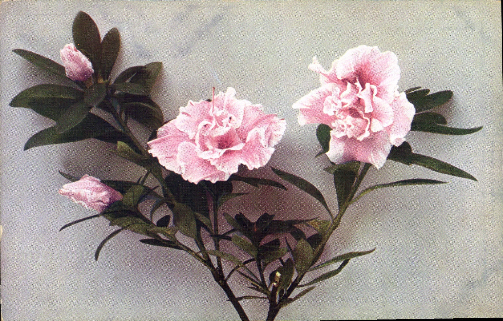 CPA Fantaisie Fleurs 