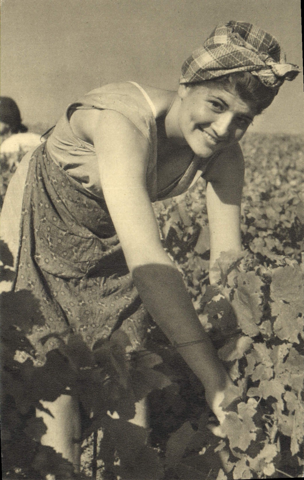 CPA Folklore Vin Vendange Champagne Perrier Jouet Epernay Cueillette des raisins