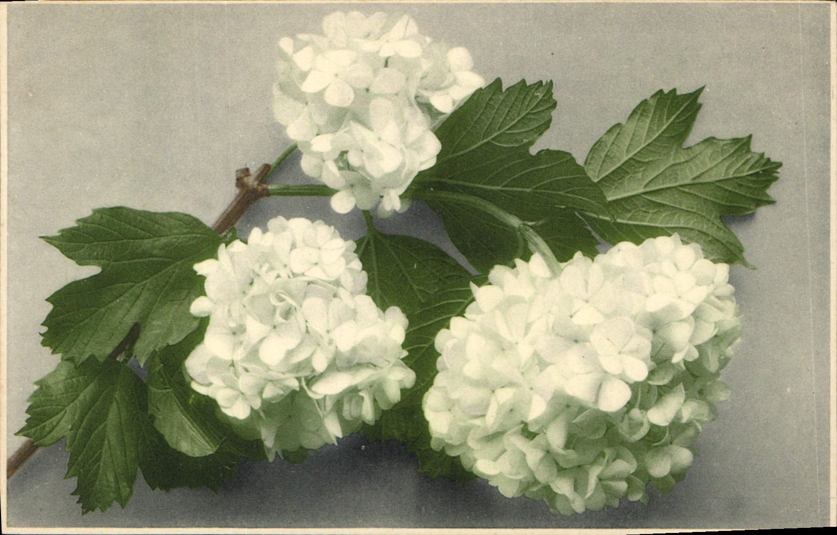 CPA Fantaisie Fleurs 
