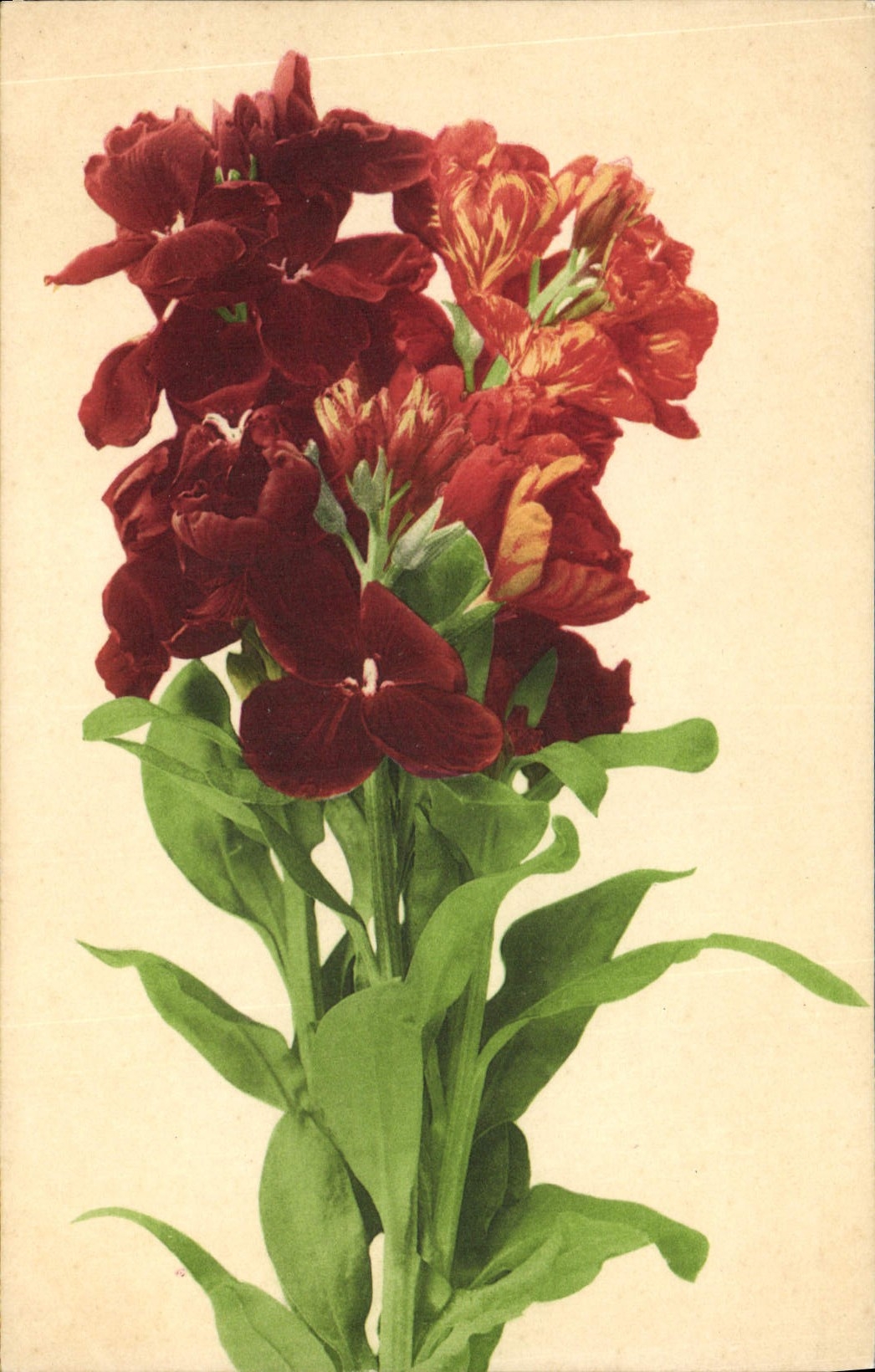 CPA Fantaisie Fleurs 