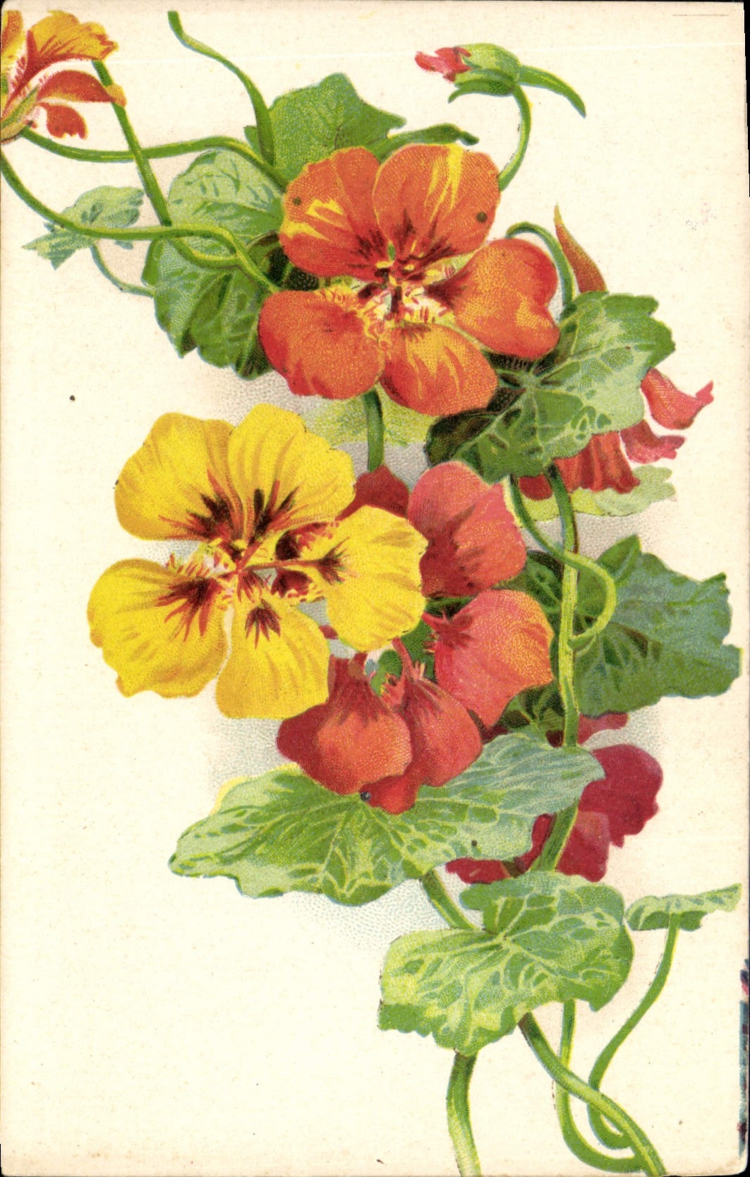 CPA Fantaisie Fleurs 