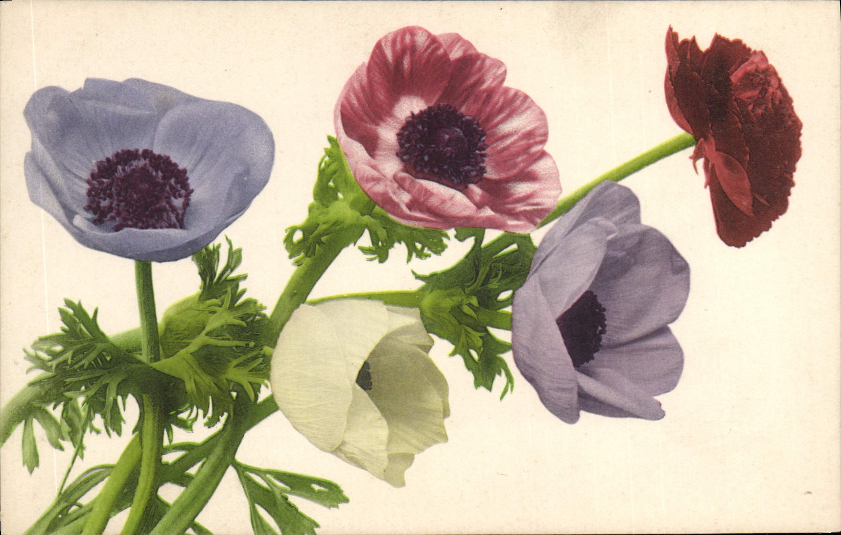 CPA Fantaisie Fleurs 