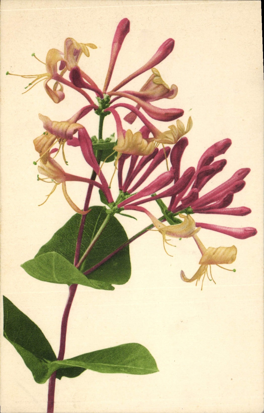 CPA Fantaisie Fleurs 