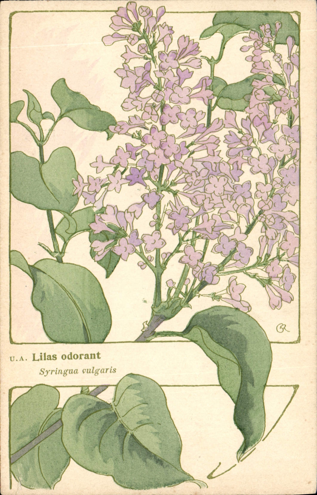 Vintage Postcard Fantasy Flowers odorous Lilac