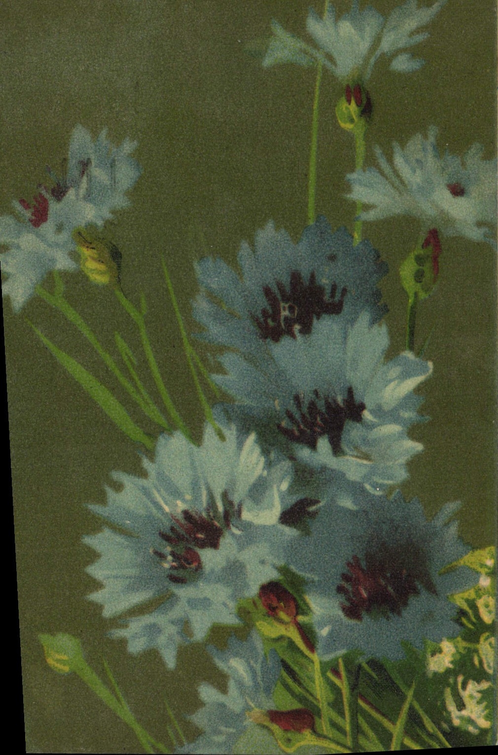 CPA Fantaisie Fleurs 