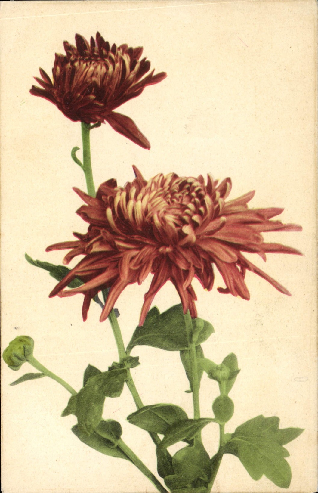 CPA Fantaisie Fleurs 