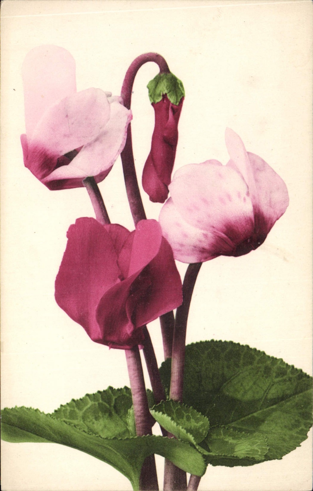 CPA Fantaisie Fleurs 