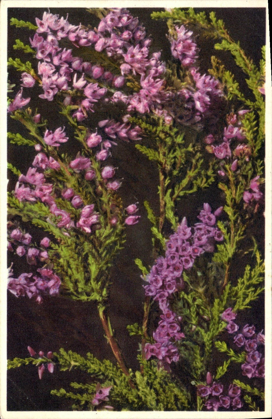 CPA Fantaisie Fleurs Bruyere 