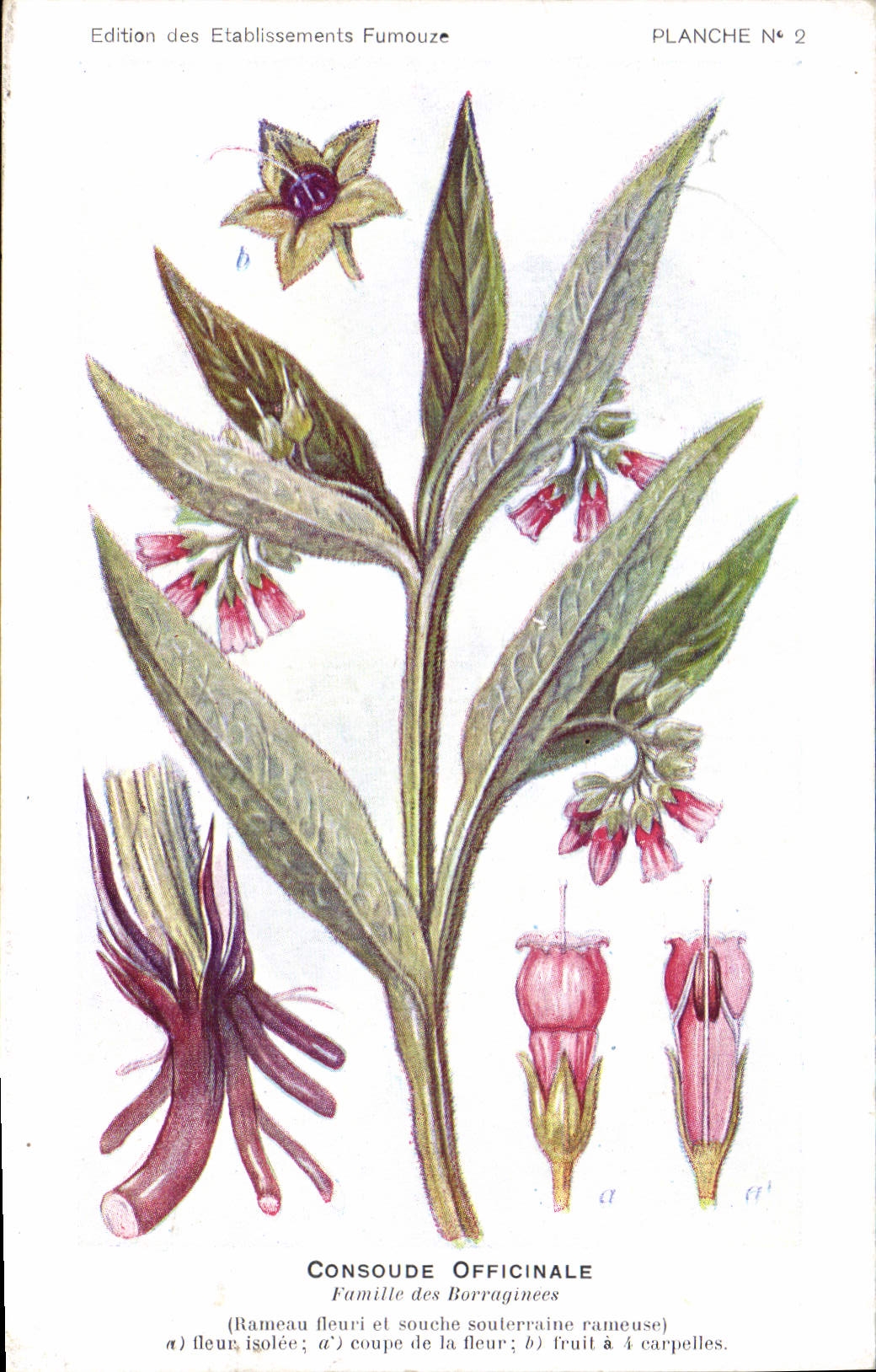 CPA Fantaisie Fleurs Consoude Officinale Famille des Borraginees 