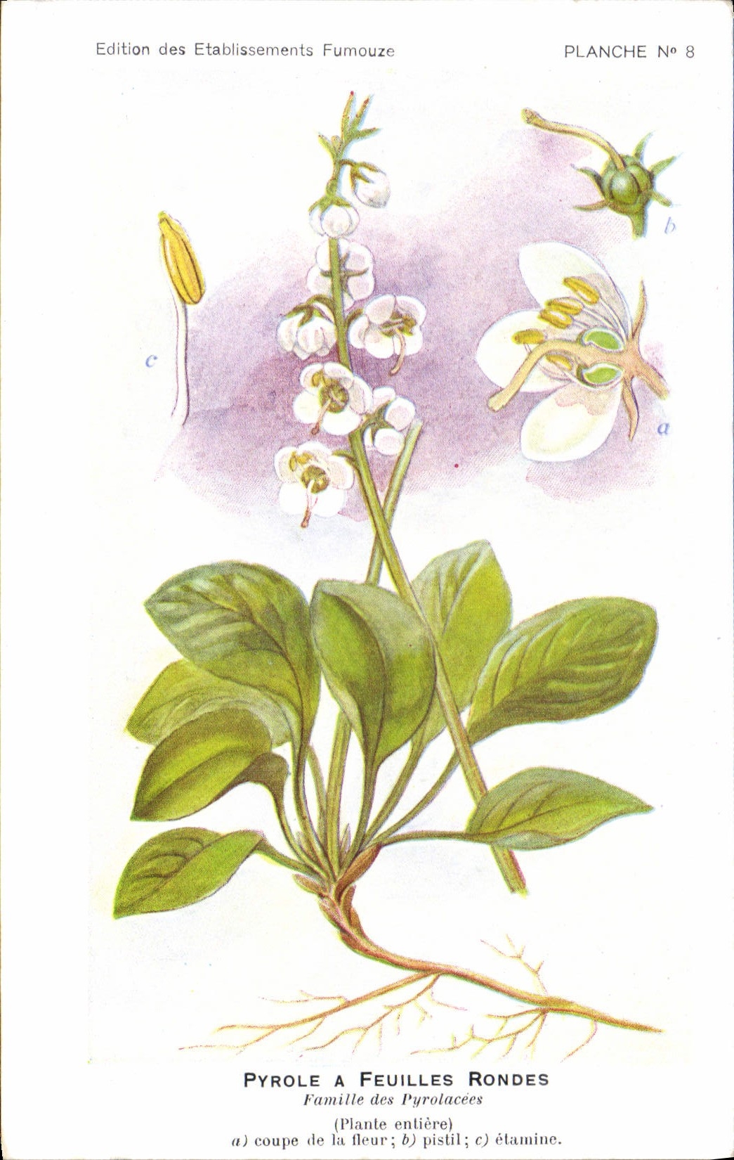 CPA Fantaisie Fleurs Pyrole a feuilles rondes Famille des Pyrolacees 