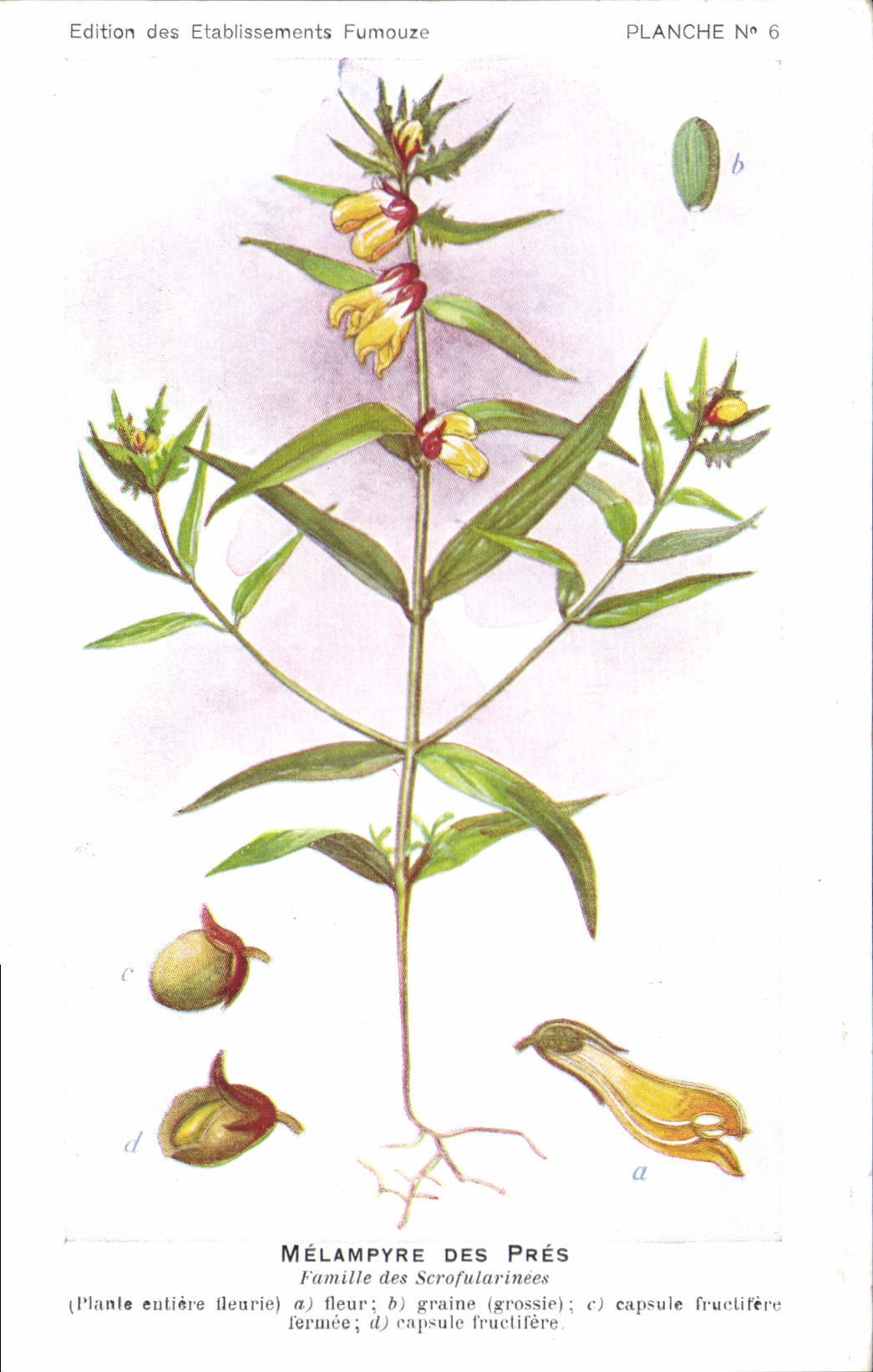 CPA Fantaisie Fleurs Melampyre des Pres Famille des Scrofularinees 