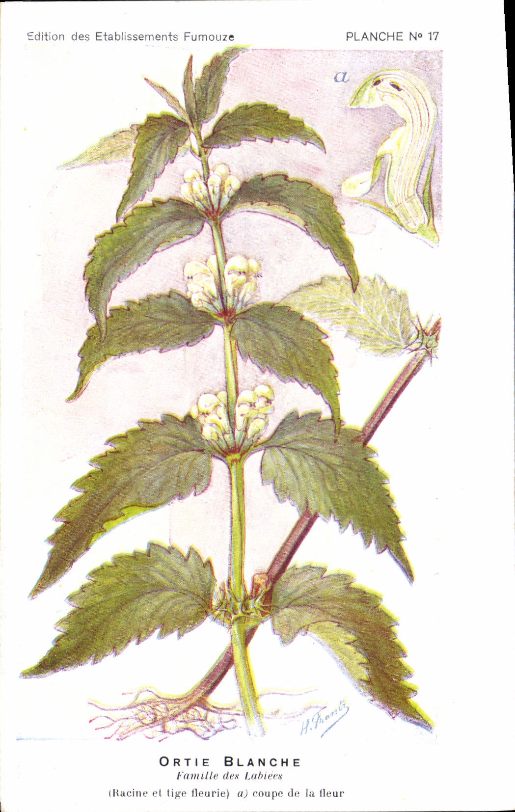 CPA Fantaisie Fleurs Ortie Blanche Famille des Labiees 