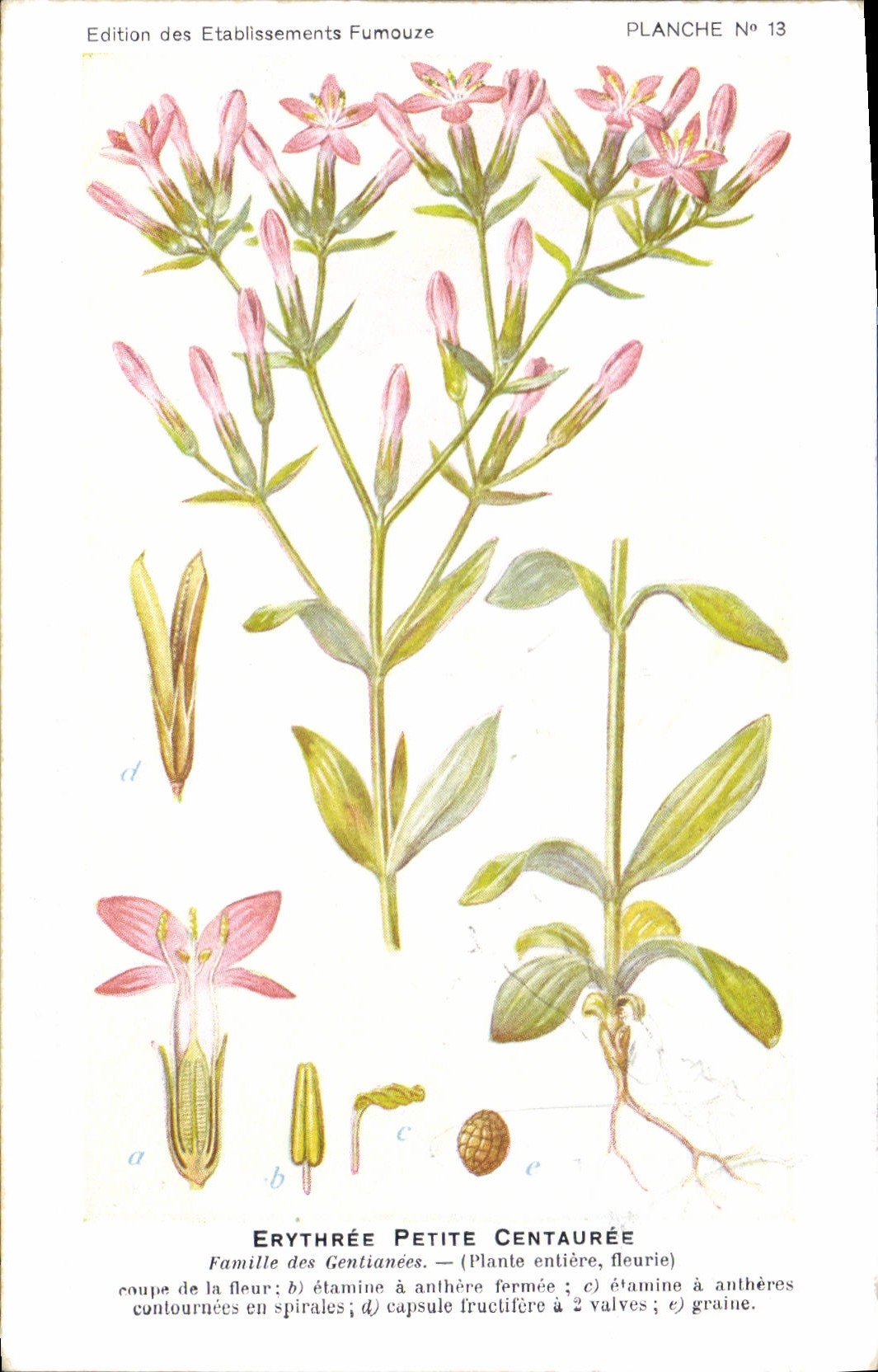 CPA Fantaisie Fleurs Erythree petite centauree 