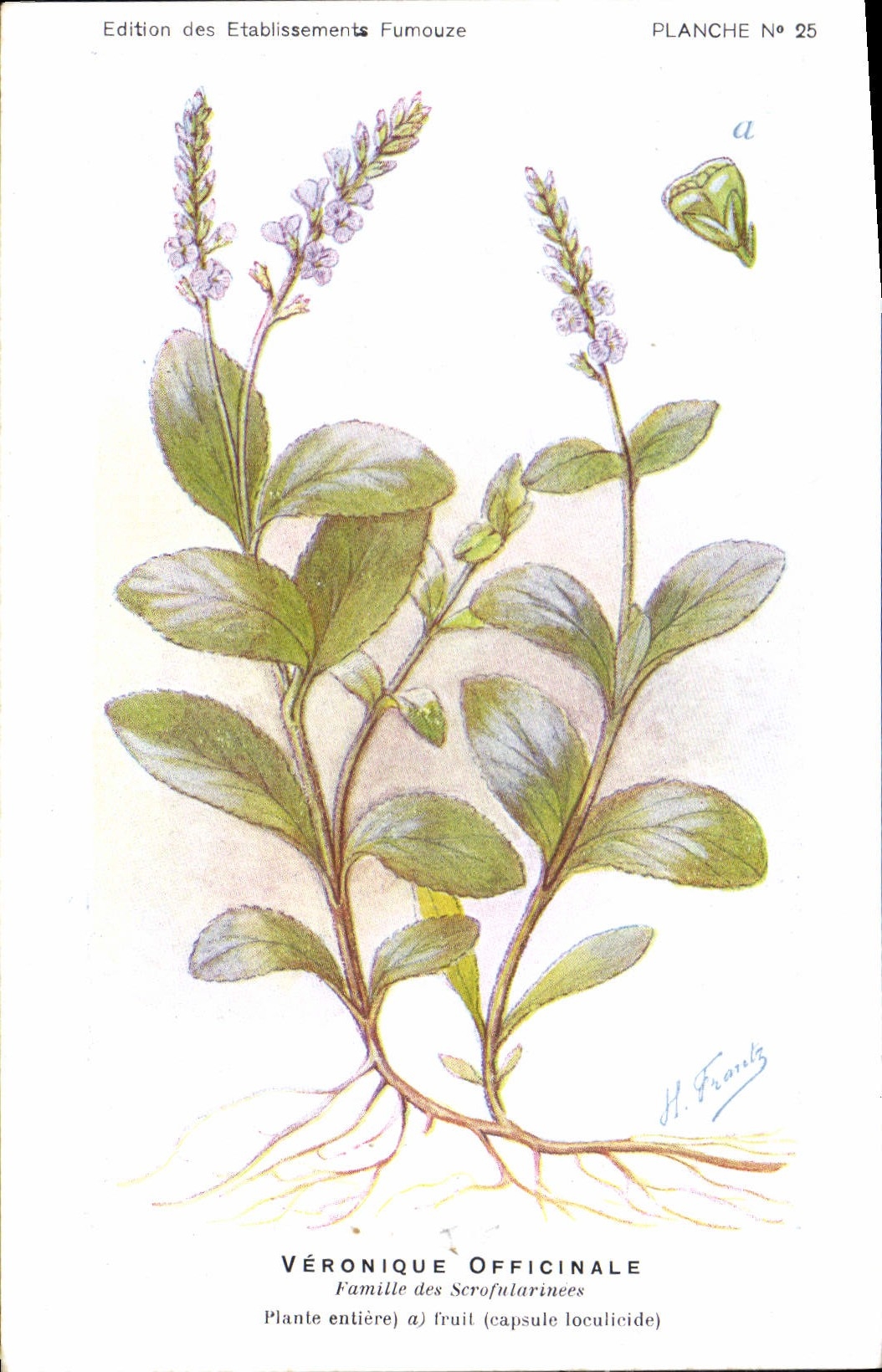 CPA Fantaisie Fleurs Veronique officinale Famille des Scrofularinees 