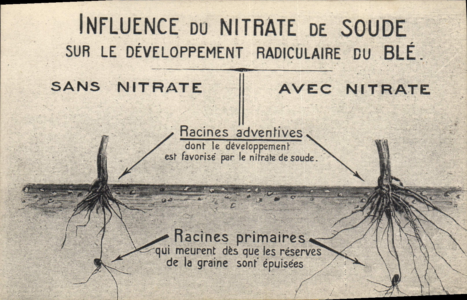 CPA Publicite Influence du Nitrate de Soude sur le developpent radiculaire du Ble