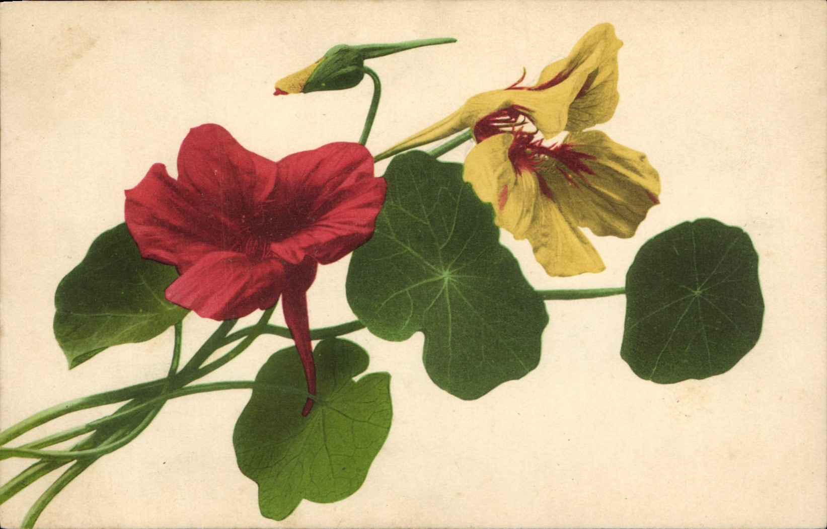 CPA Fantaisie Fleurs 