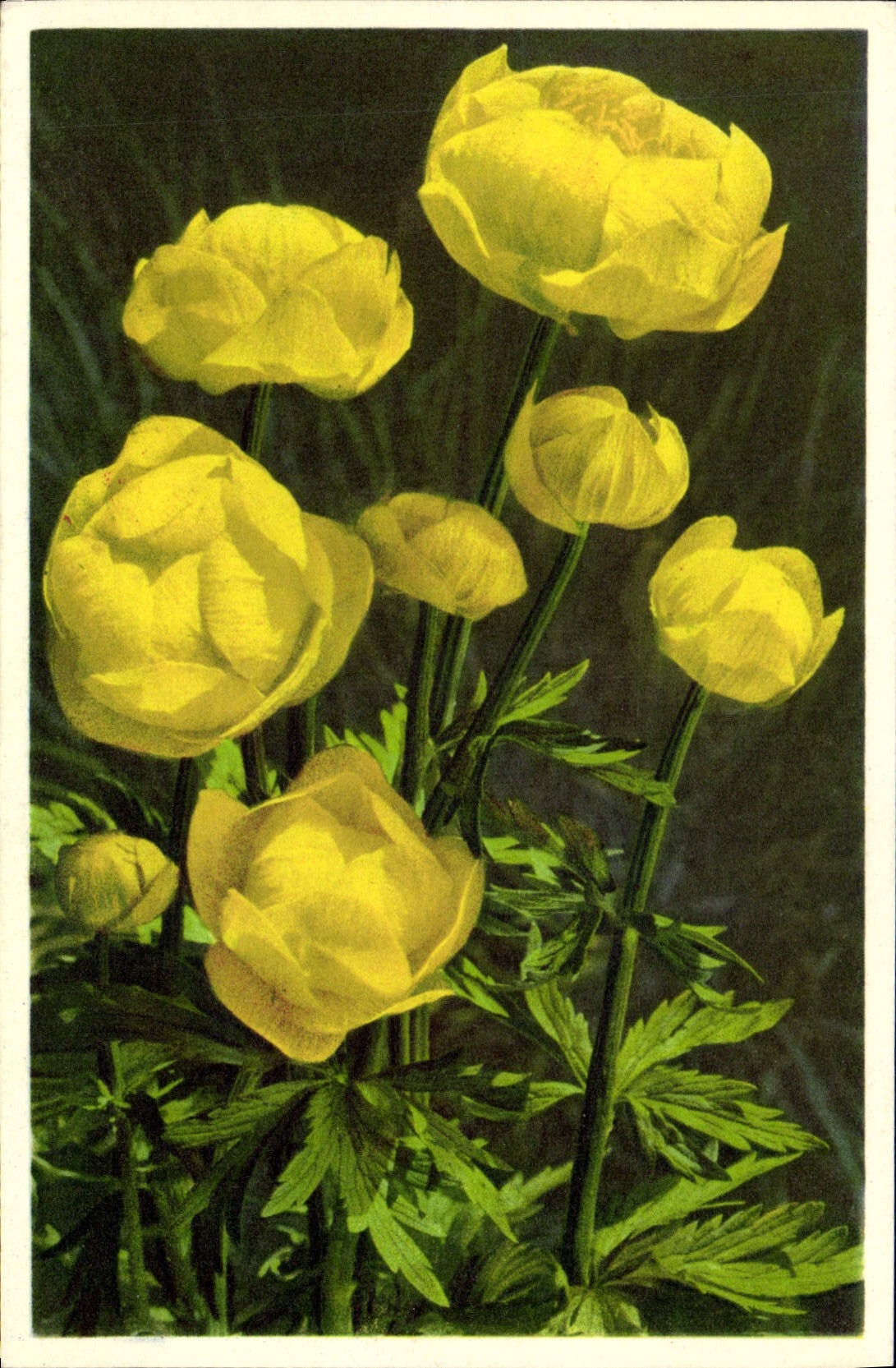 CPA Fantaisie Fleurs Trolle d'Europe