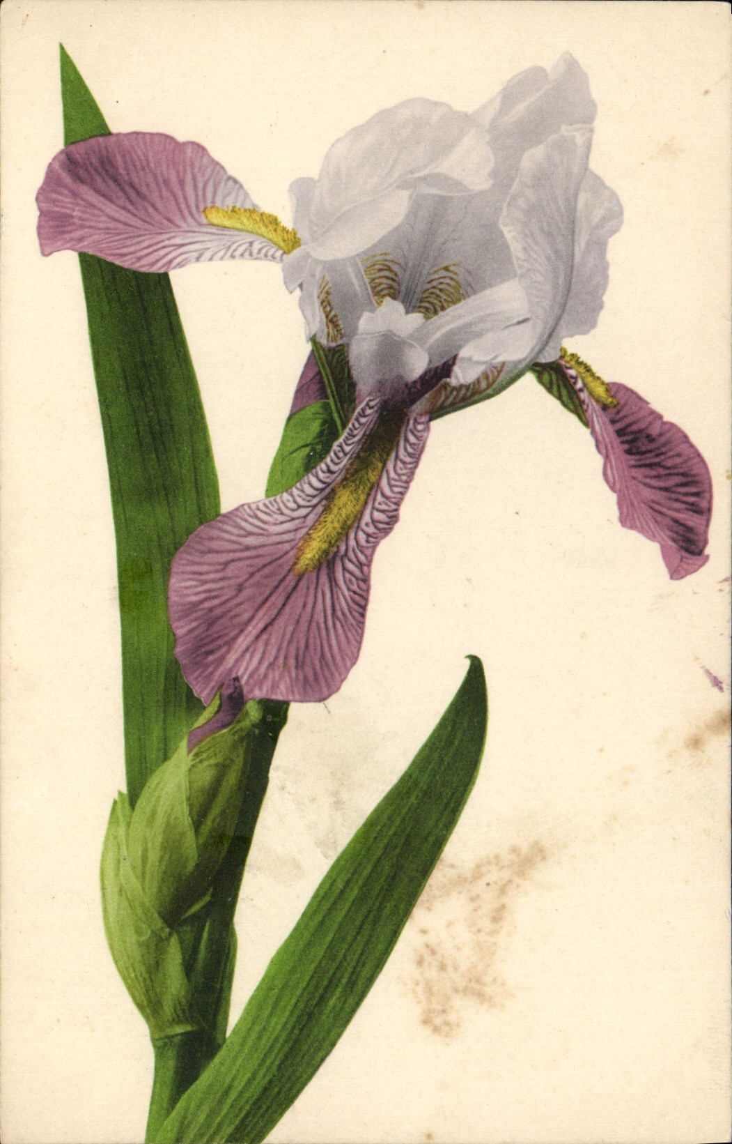 CPA Fantaisie Fleurs 