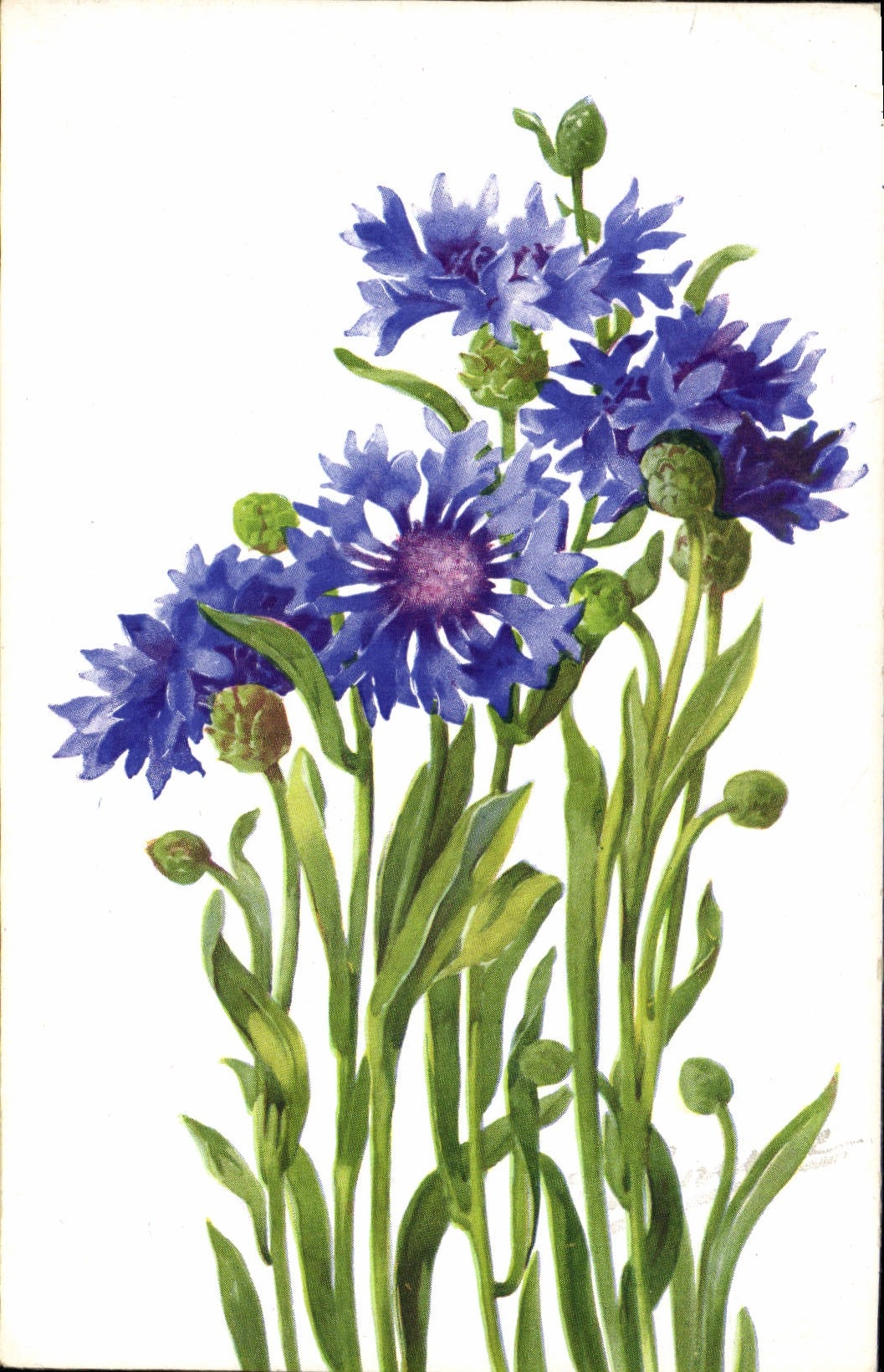 CPA Fantaisie Fleurs 