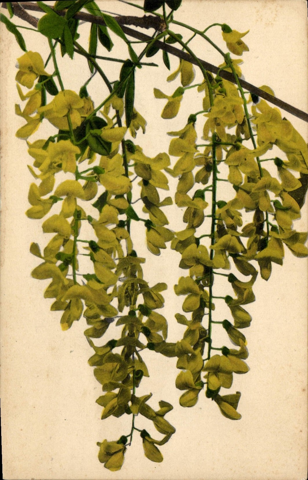 CPA Fantaisie Fleurs 