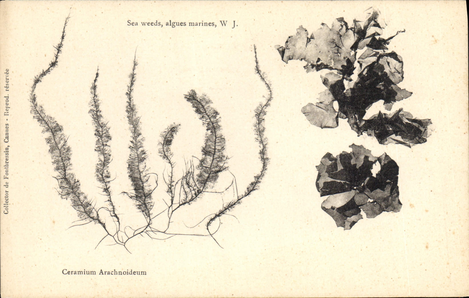 Vintage Postcard Fantasy Flowers Cermium Arachnoideum Marine algas