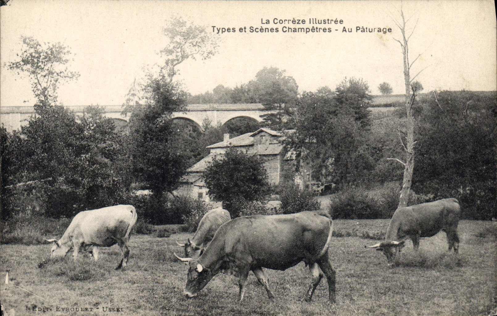Postal Folclore Correze al pasto Vacas