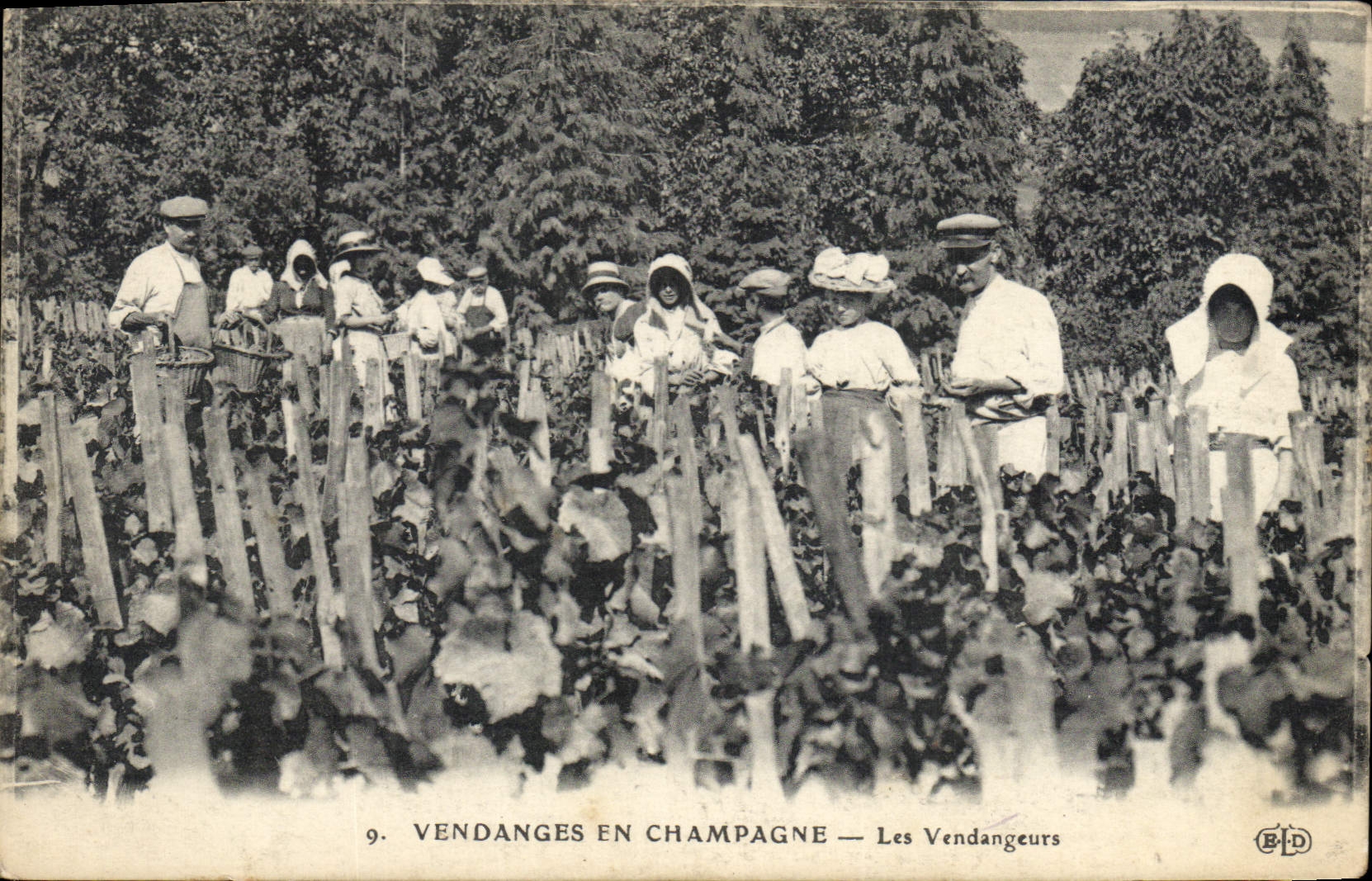 CPA Folklore Vin Vendange Champagne Les vendangeurs