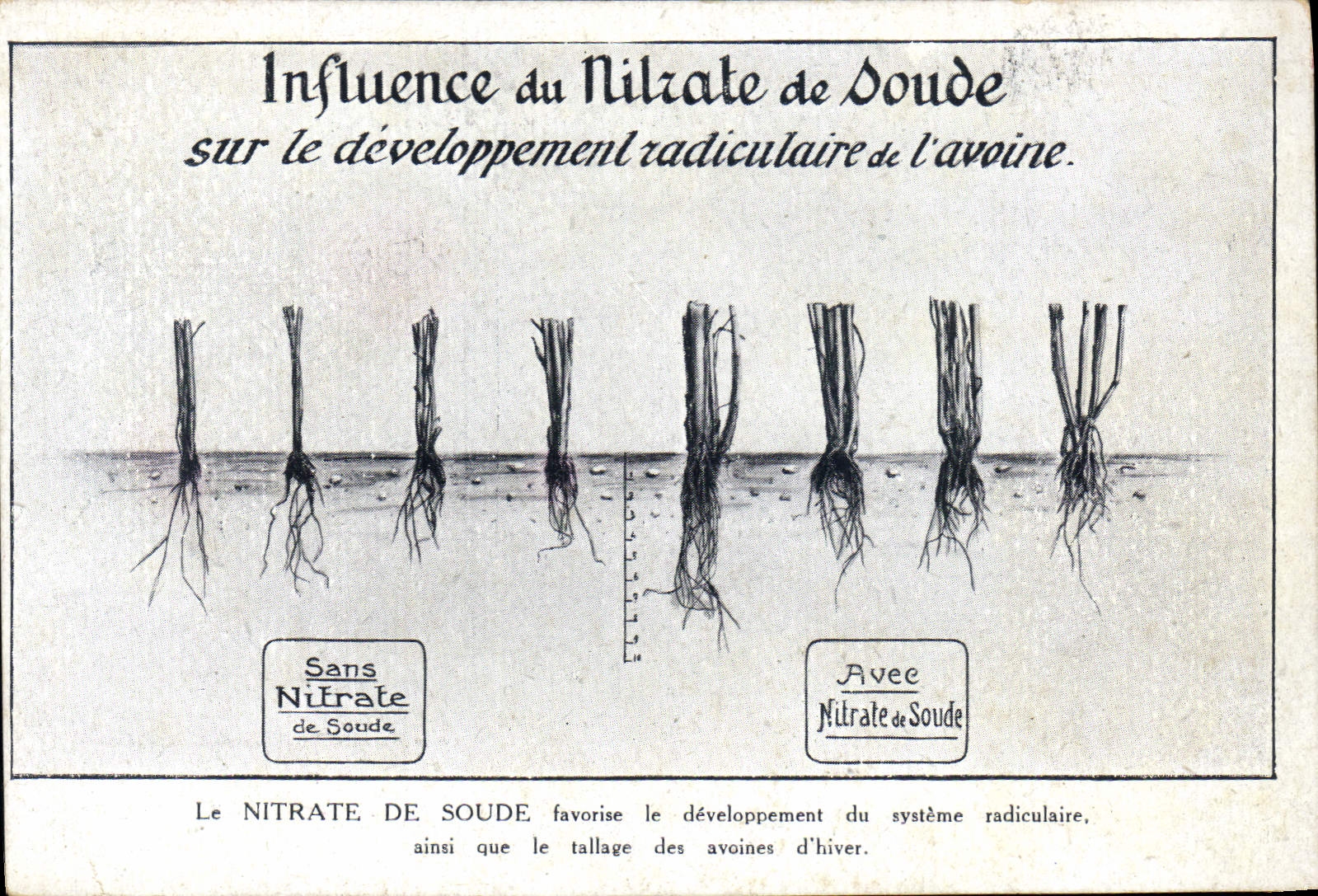 Vintage Postcard Publicite Influences Soda Nitrate On the radicular development of the oats