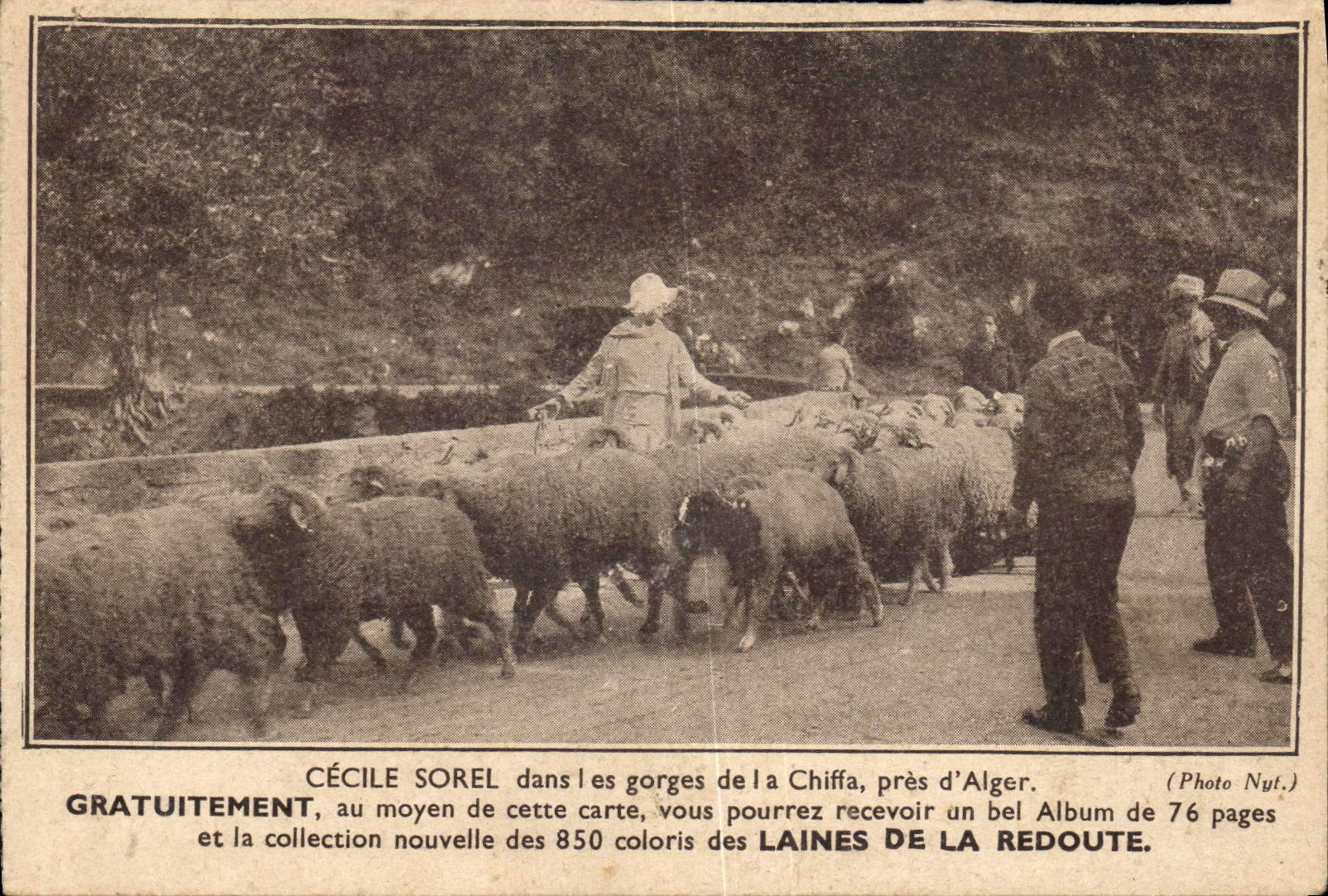 Vintage Postcard Publicity Cecile Sorel in the throats of Cliffa close to Algiers Algeria Wools of Redoute Sheep