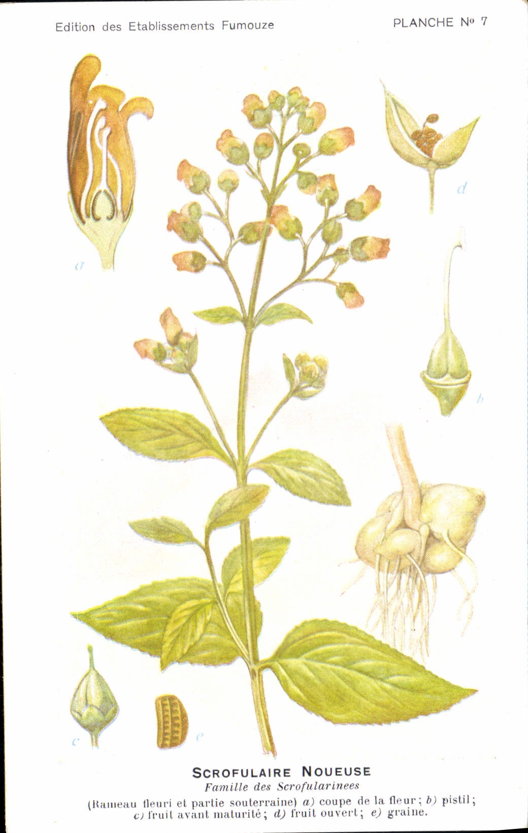 Vintage Postcard knotty Fantasy Scrofulaire Flowers Family of Scrofularinees