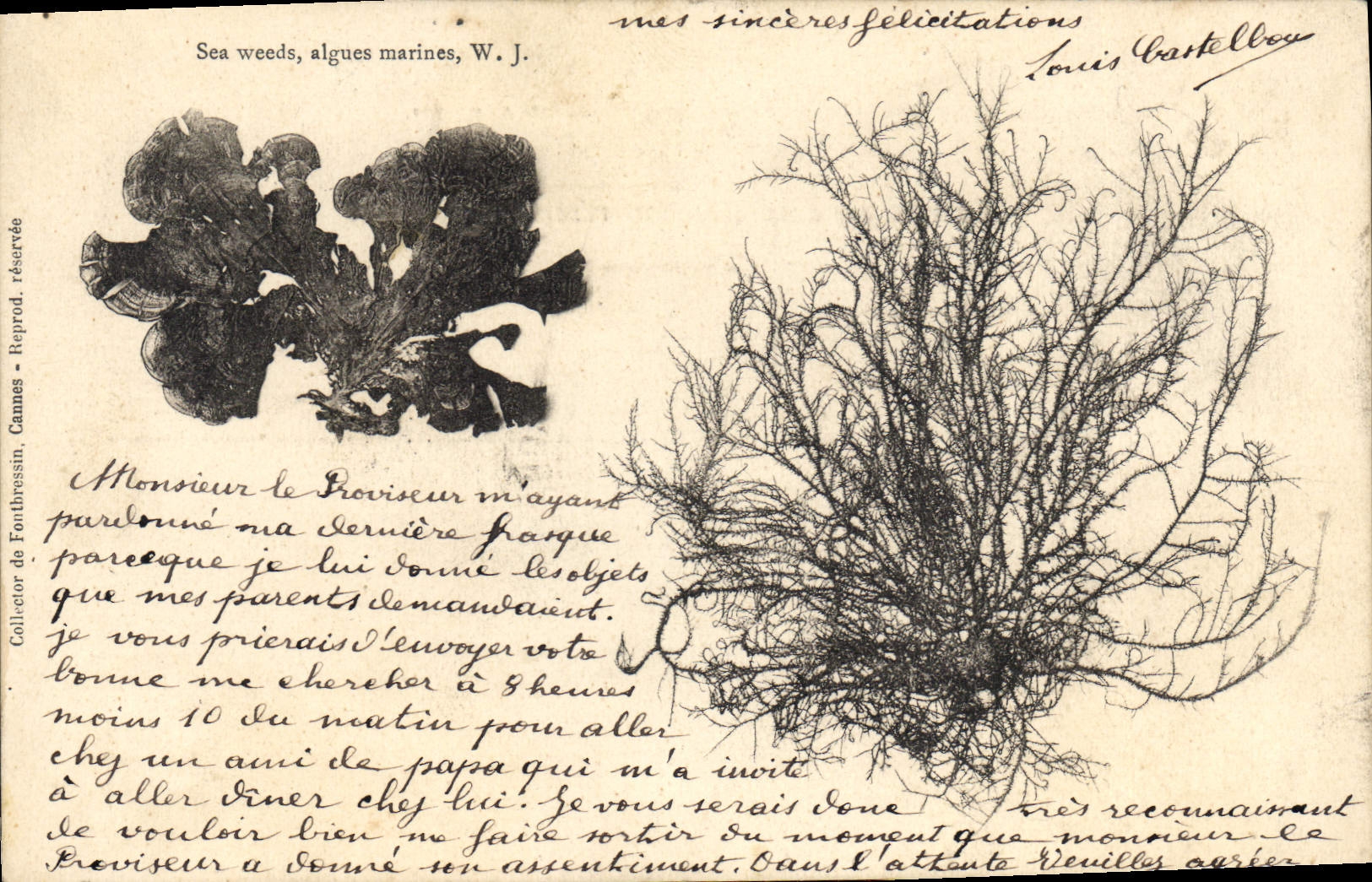 Vintage Postcard Fantasy Flowers Sea Weeds Alges navy