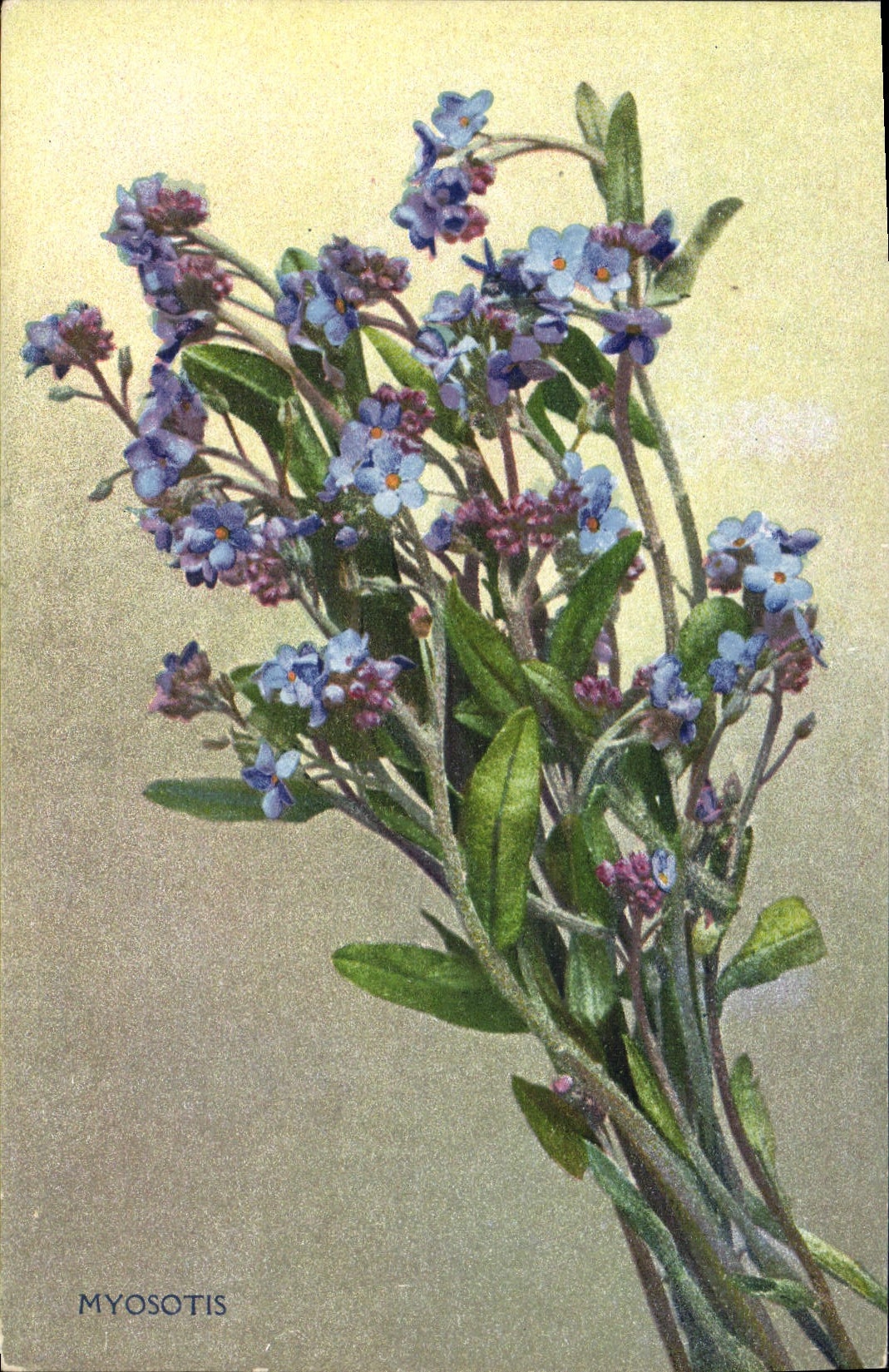 Vintage Postcard Fantasy Flowers Forget-me-not