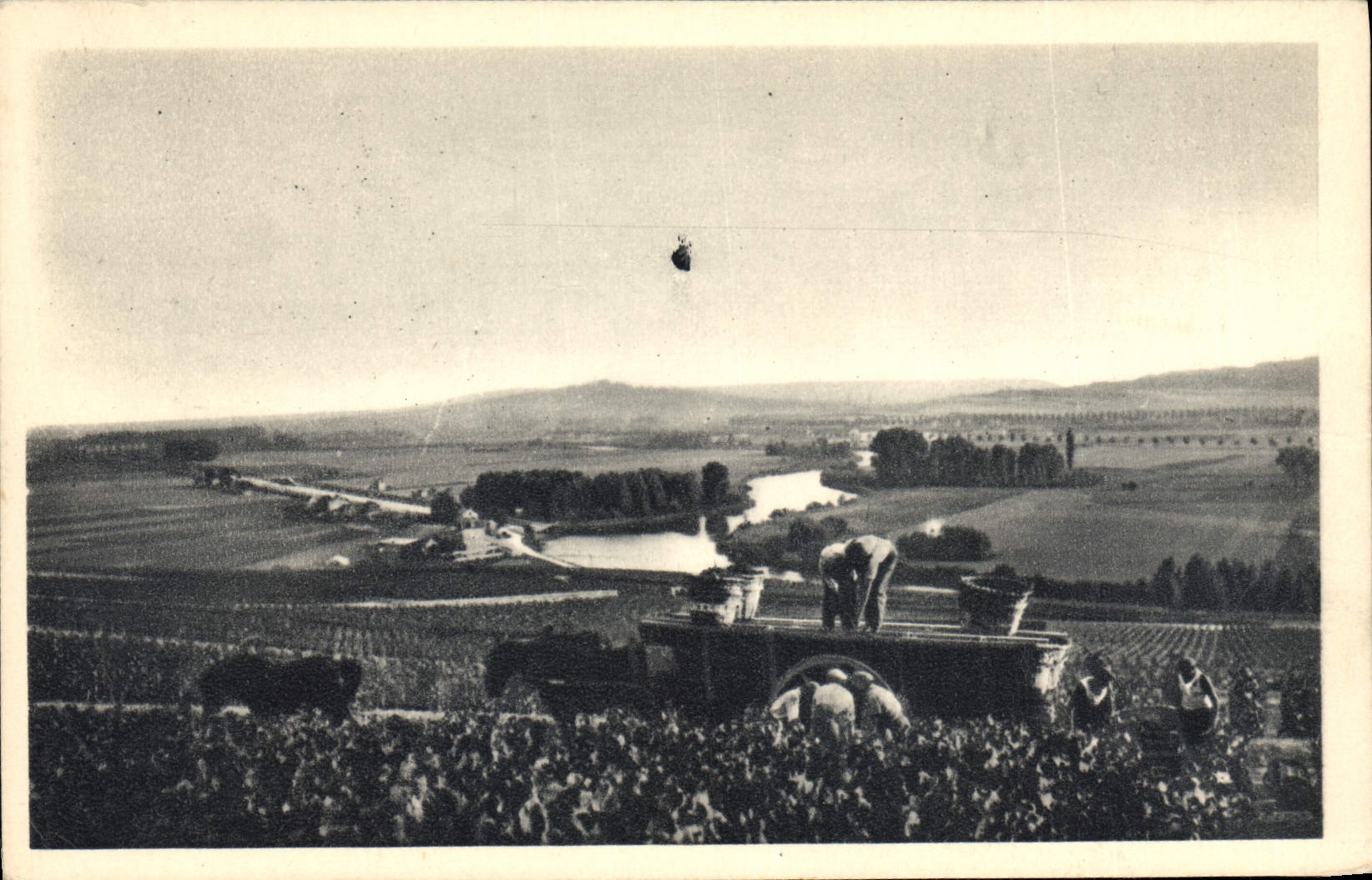 Vintage Postcard Folklore Wine Grape harvest Champagne Moet & Chandon Scene of vintage has Hautvilliers
