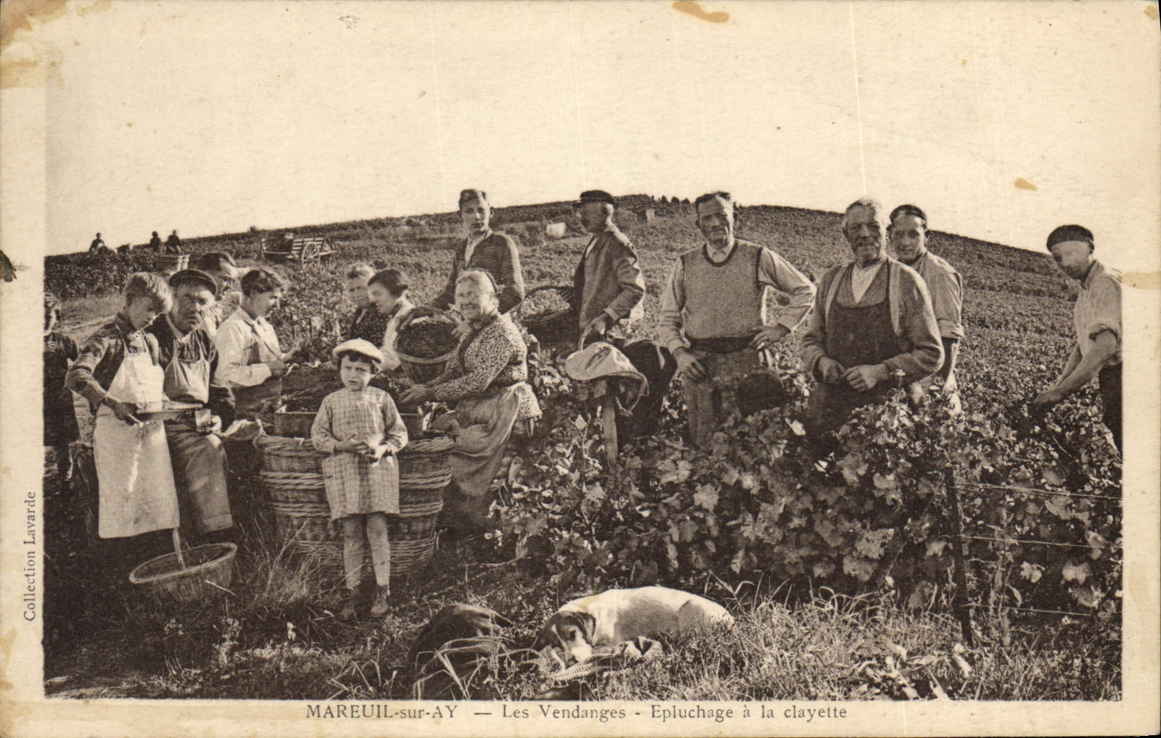 Vintage Postcard Folklore Wine Grape harvest Mareuil Champagne on Ay the Epluchage grape harvest has the Chien sieve