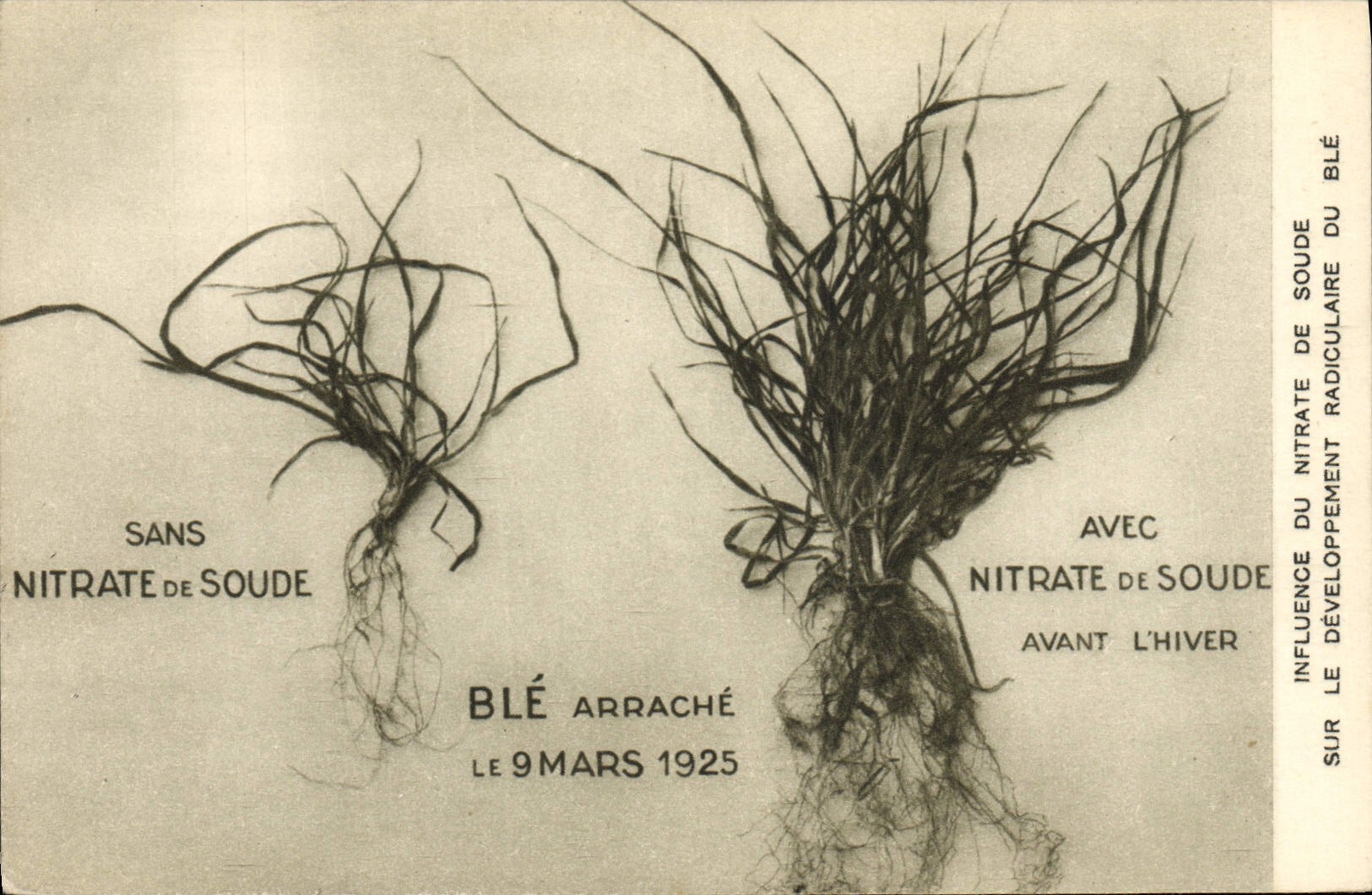 CPA Publicite Influence du nitrate de soude sur le developpement radiculaire du ble 