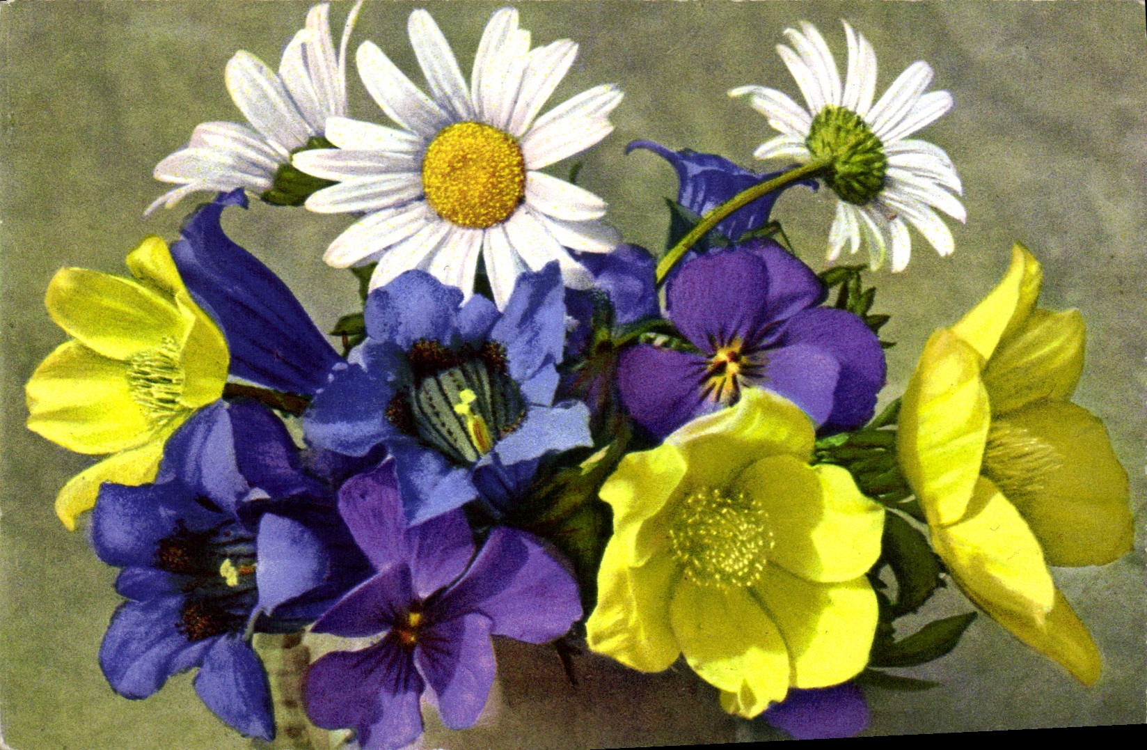 Vintage Postcard Fantasy Flowers Anemone alpina sulphurea