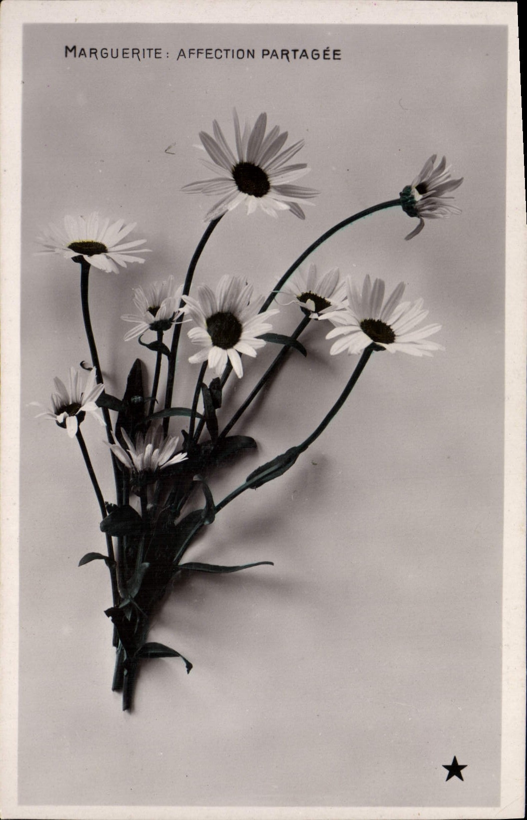 Vintage Postcard Fantasy Flowers Marguerite affection partagee