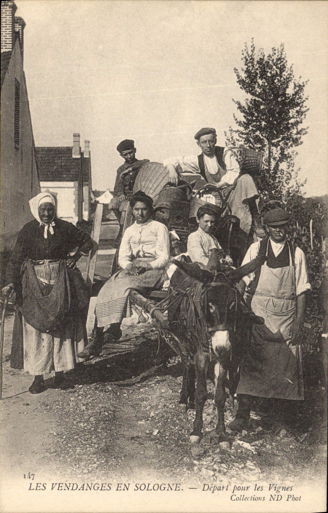 Postal Folclore Vino Viñedo Vendimias en Sologne Salida para las vides Asno Mula CUMBRE