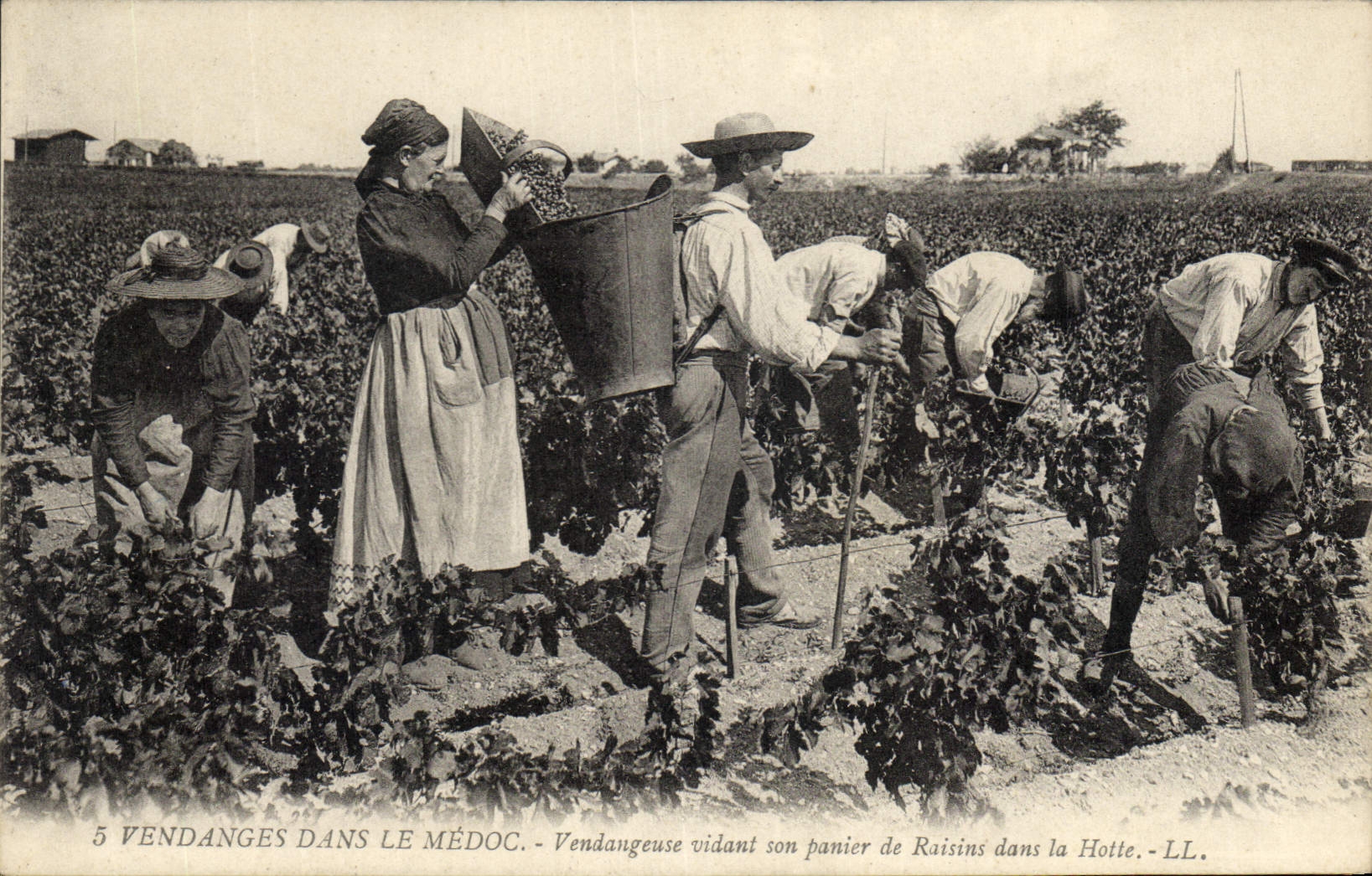 Vintage Postcard Folklore Wine Vineyard Grape harvest in the Medoc Grape-picker emptying her grape basket in the hood