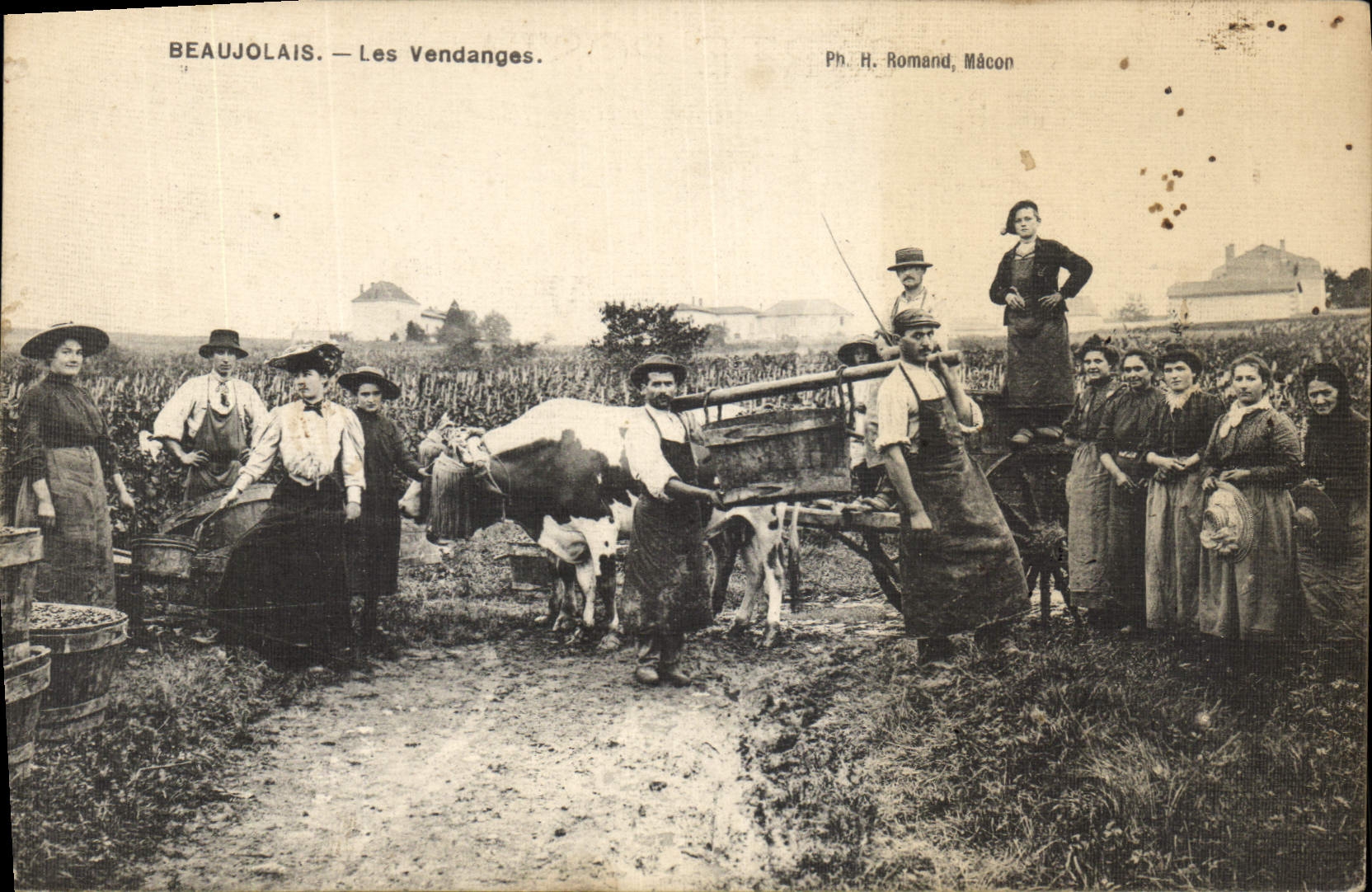 Vintage Postcard Folklore Wine Vineyard Grape harvest Beaujolais wine Cow SIGNAL
