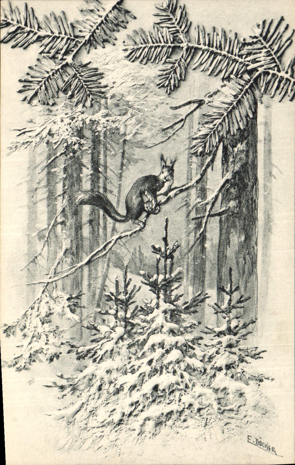 Postal Fantasia Ardilla