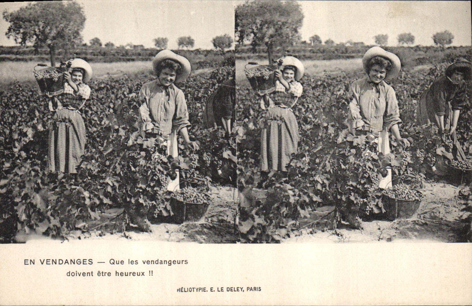 Vintage Postcard Vin Grape harvest That vintagers must be happy