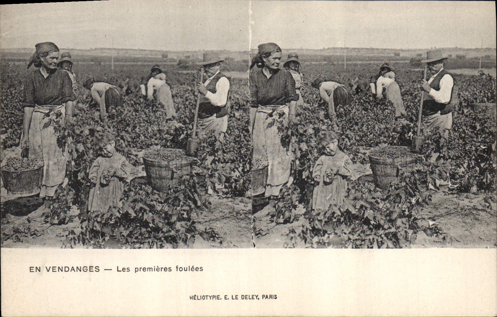 Vintage Postcard Wine Grape harvest first treads